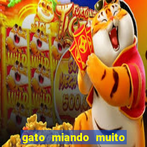 gato miando muito a noite o que fazer